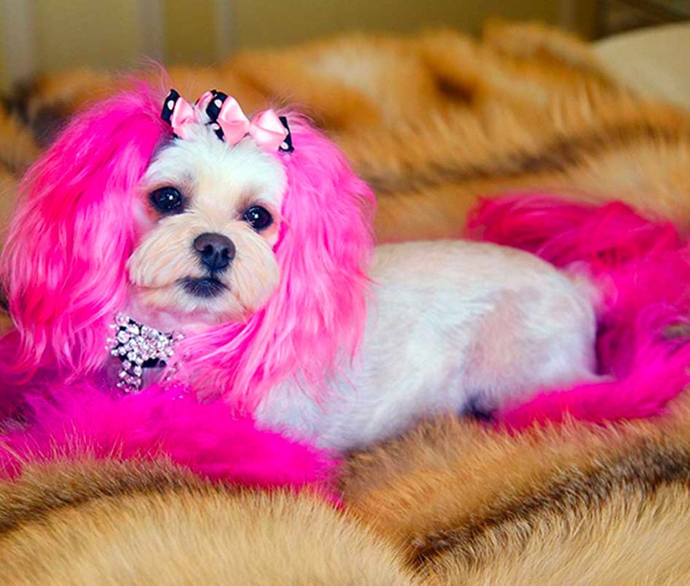 Princess of Beverly Hills