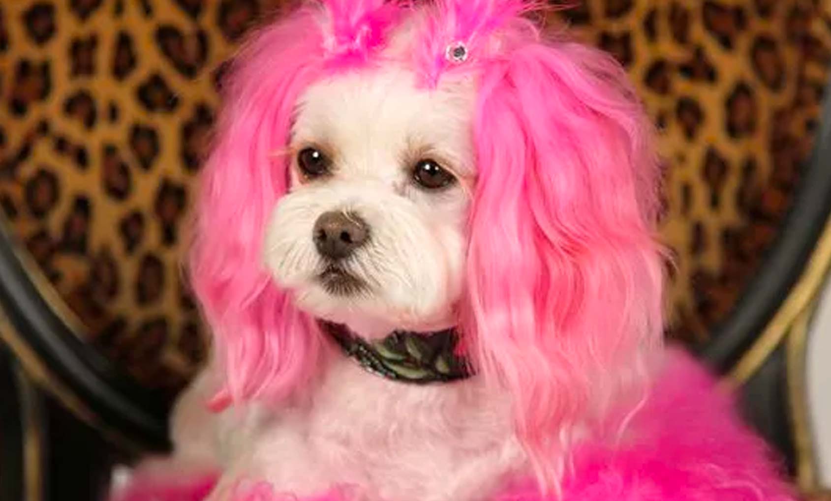 Read more about the article Glitzy Pooch Has A Down-To-Earth Message: Be Kind